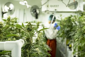 Medical marijuana growing